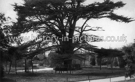 Old Cedars, Valentines Park, Ilford, Essex. c.1930